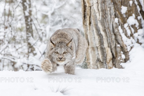 A bobcat hunts for prey in a snowy forest habitat