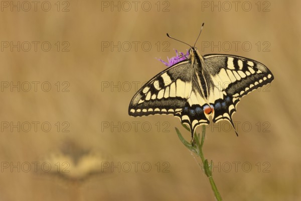 Swallowtail (Papilio machaon) North Rhine-Westphalia, Germany, Europe