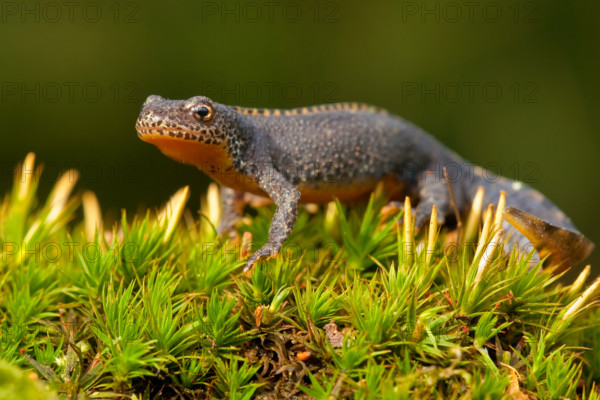 Alpine newt (Ichthyosaura alpestris) Rhineland-Palatinate, Germany, Europe
