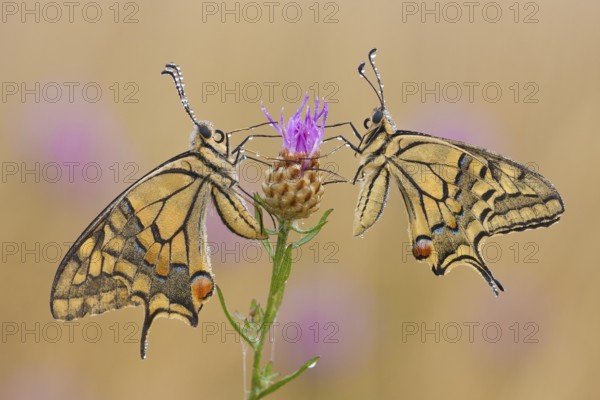 Swallowtail (Papilio machaon) North Rhine-Westphalia, Germany, Europe