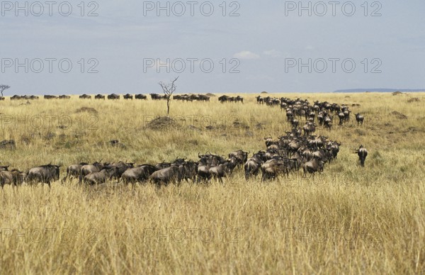 Blue Wildebeest (connochaetes taurinus), Herd during Migration, Masai Mara Park in Kenya