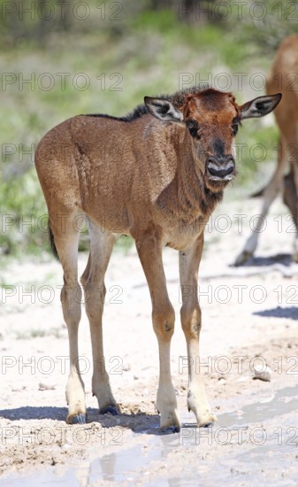 Very young wildebeest, Etosha, Namibia, very young wildebeest, Etosha, Namibia, Africa