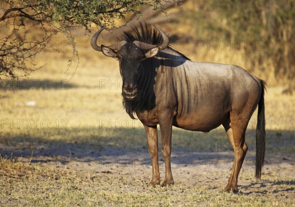 Streifengnu, blue wildebeest (Connochaetes taurinus), Makgadikgadi Pans National Park, Botswana, Botsuana, Africa