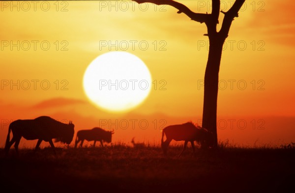 Blue Wildebeest at sunrise, Massai Mara Game Reserve, Kenya (Connochaetes taurinus albojubatus), White-bearded Wildebeest at sunrise, Massai Mara Game Reserve, side, Kenya, Africa