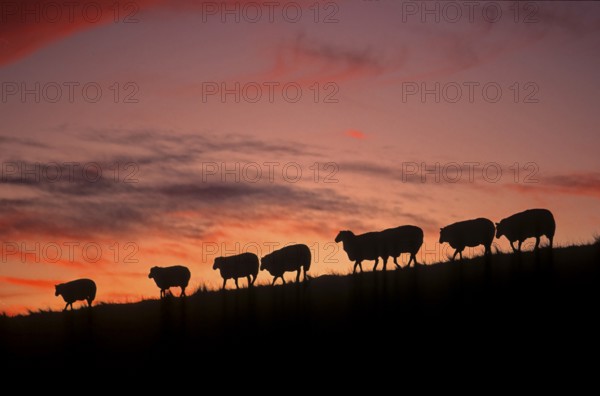 Country sheep, domestic sheep, flock of sheep at the dike, North Sea, North Frisia
