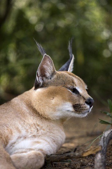 Caracal (caracal caracal), Portrait of Adult, a Cape Glossy Starling, Namibia, Africa