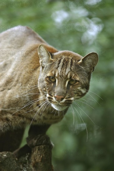 ASIAN GOLDEN CAT OR TEMMINK'S CAT catopuma temmincki, PORTRAIT OF ADULT