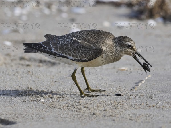 A sandpiper with grey-brown plumage searches for food in the sand, bar-tailed godwit (Limosa lapponica)