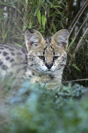 Serval