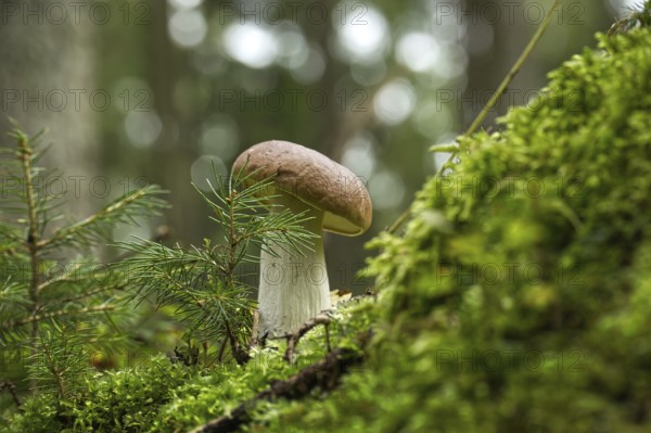 Cep or Boletus Mushroom growing on lush green moss in a forest, low angle view (Boletus edulis)