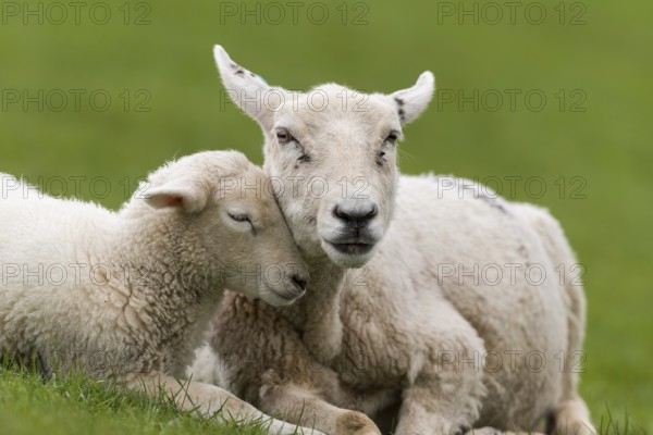 Sheep with lamb