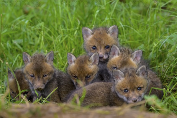 A group of young foxes (Vulpes vulpes) cuddling on a green meadow, the cubs look curiously into the camera, Guxhagen, Hesse, Germany, Europe