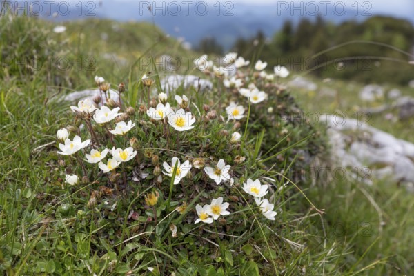 White dryad (Dryas octopetala) in the Alps, Bavaria