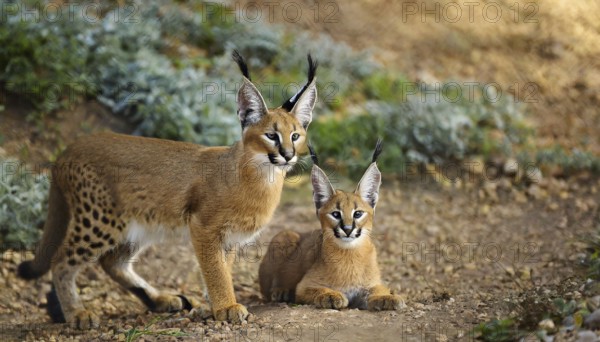 AI generated, animal, animals, mammal, mammals, biotope, habitat, two, female, juvenile, foraging, wildlife, Africa, South Africa, Asia, Central Asia, steppes, cat, cats, predator, caracal, desert lynx, caracal caracal), rests, hunts. jumps, Africa