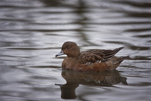 Eurasian wigeon, female, Anas penelope, Eurasian wigeon ? female