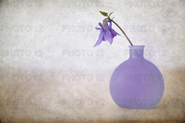 Blue columbine (aquilegia vulgaris) in a small vase with overlaid texture
