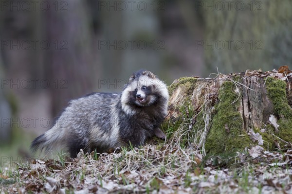 Marderhund, Nyctereutes procyonoides, common raccoon dog