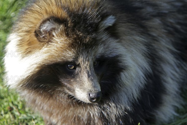 Tanuki
