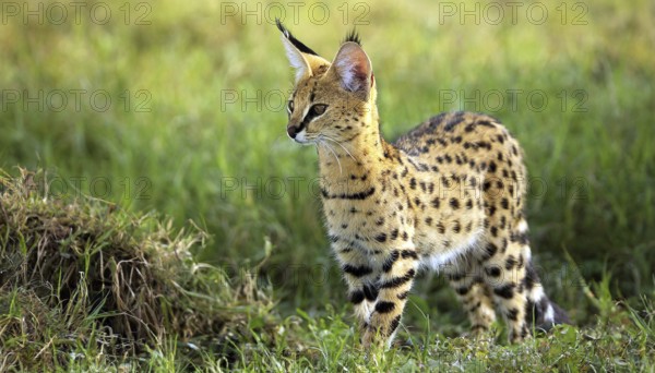 AI generated, animal, animals, mammal, mammals, biotope, habitat, one, individual, foraging, wildlife, caracal, caracal (Caracal caracal), lynx, lynxes