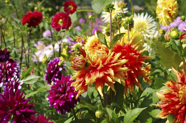 Bunte Dahlie in rot, lila und gelb, Dahlia flower in red, yellow and purple in summer garden