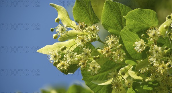 Close-up view of linden tree branch adorned with small yellow flowers and surrounded by large green leaves