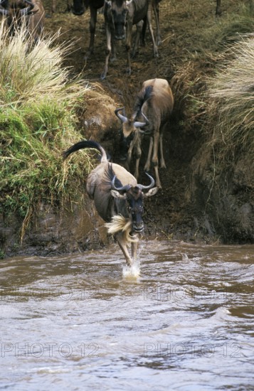 Blue Wildebeest (connochaetes taurinus), Herd crossing Mara River during Migration, Masai Mara Park in Kenya