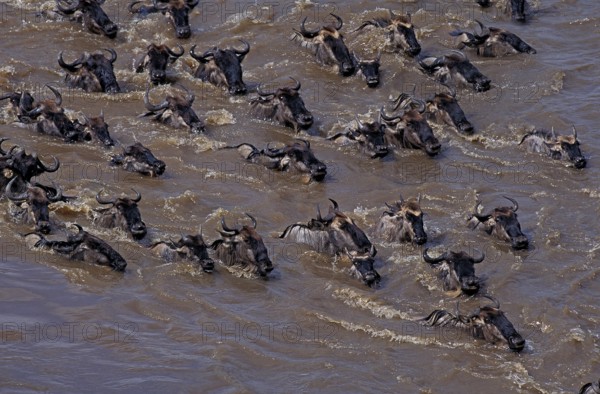 BLUE WILDEBEEST (connochaetes taurinus), HERD CROSSING MARA RIVER DURING MIGRATION, MASAI MARA PARK IN KENYA