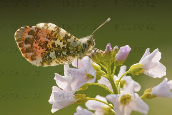 Orange tip (Anthocharis cardamines), male, Rhineland-Palatinate, Germany, Europe