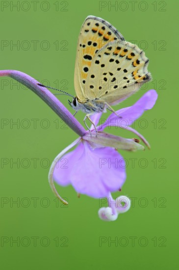 Common blue butterfly (Polyommatus icarus) on willowherb, Lower Saxony, Germany, Europe