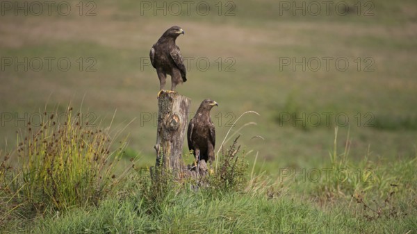 Lesser spotted eagle (Clanga pomarina), pair on trunk, Mecklenburg-Western Pomerania, Germany, Europe