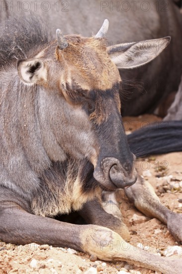 Junges Streifengnu, blue wildebeest (Connochaetes taurinus), S