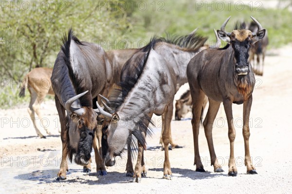 Gnus, Etosha, Namibia, wildebeests, Etosha, Namibia, Africa