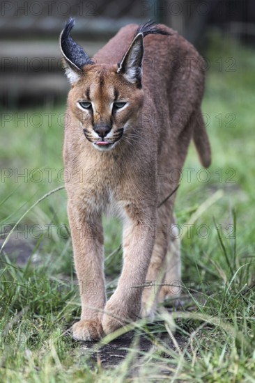 Caracal (Caracal caracal) in South Africa