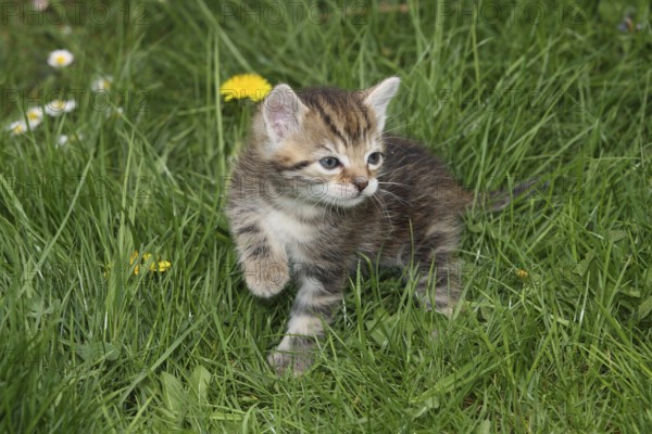 Young domestic cat in the grass