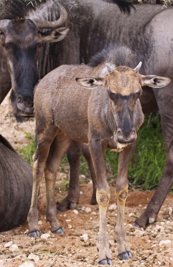Blue wildebeest (Connochaetes taurinus), S