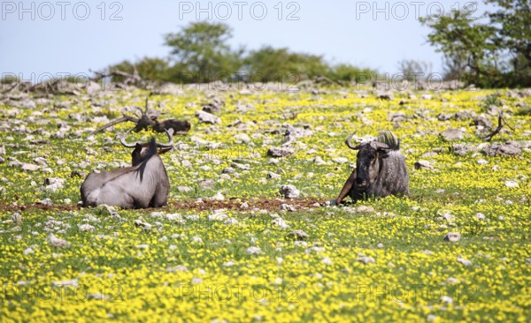 Gnus in der Bl