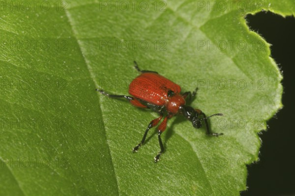 Hazel leaf roller