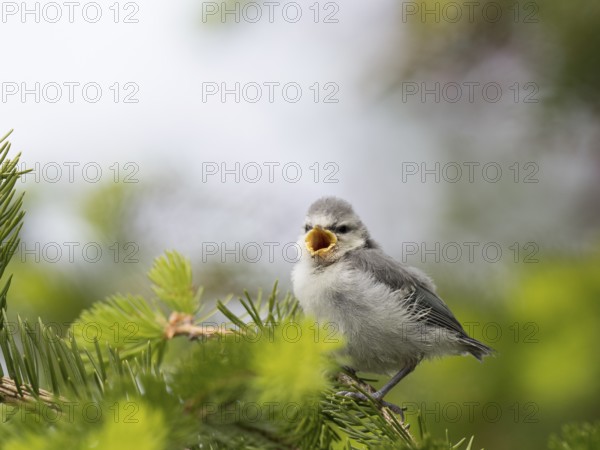 A young blue tit waiting for food in a spruce tree