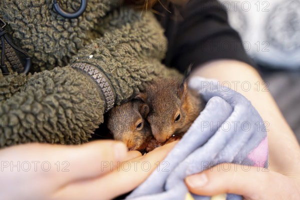 Eurasian red squirrel (Sciurus vulgaris), practical animal welfare, two animals under blanket in arms in a wildlife rescue centre, North Rhine-Westphalia, Germany, Europe
