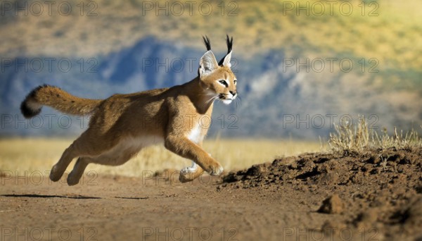 AI generated, animal, animals, mammal, mammals, biotope, habitat, a, individual animal, foraging, wildlife, Africa, South Africa, Asia, Central Asia, steppes, cat, cats, predator, caracal, desert lynx, caracal caracal), hunts. jumps, joie de vivre, Africa