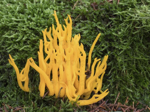 A Golden yellow coral is surrounded by moss