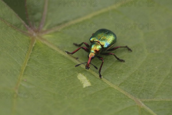Weevil on vine leaf