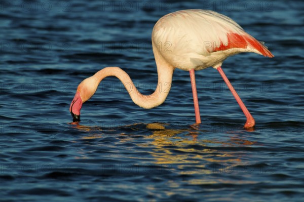 Greater Flamingo (Phoenicopterus roseus), Camargue, France, Europe