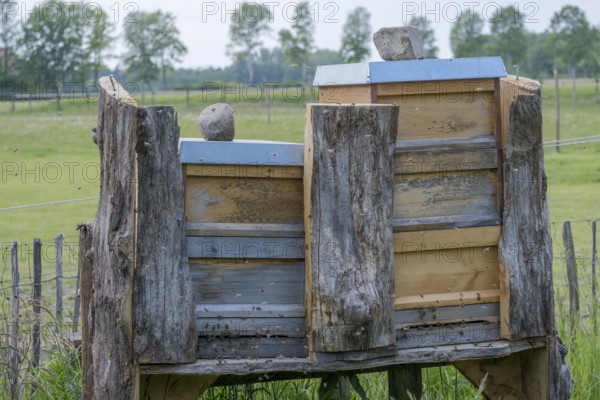 Beehive