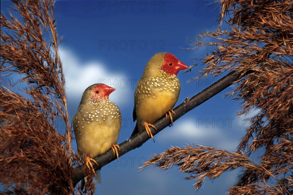 Star Finch, pair (Bathilda ruficauda), Rush Finch (Australia) (australia) (bird) (birds) (pet) (pet) (finches) (animals) (animals) (adult) (horizontal) (pair) (couple) (two) (male) (female) (male) (female)