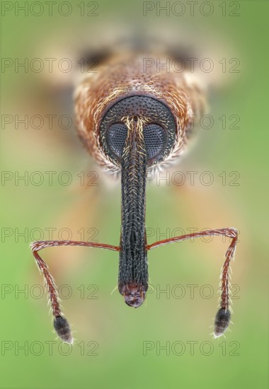 Portrait of a 4 mm small weevil (Dorytomus) in frontal view