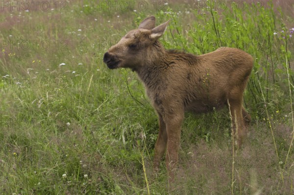 Young Moose (Alces alces)