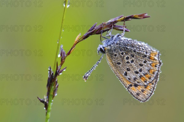 Common blue butterfly (Polyommatus icarus) Common blue, dew, lateral, Lower Saxony, Germany, Europe
