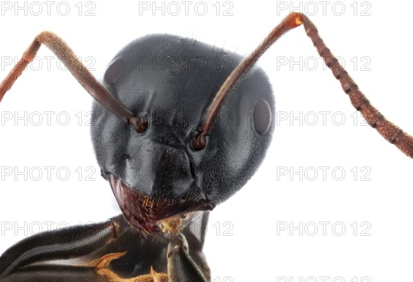 Head of a Carpenter ant (Camponotus) against a white background
