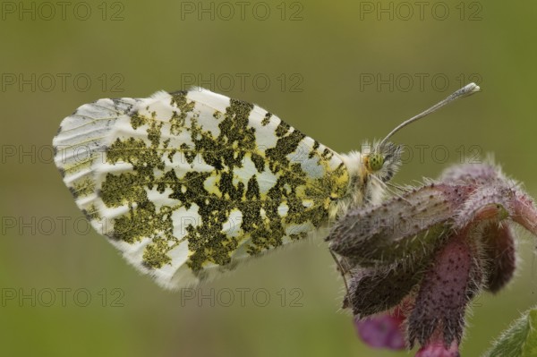 Orange tip (Anthocharis cardamines), Rhineland-Palatinate, Germany, Europe